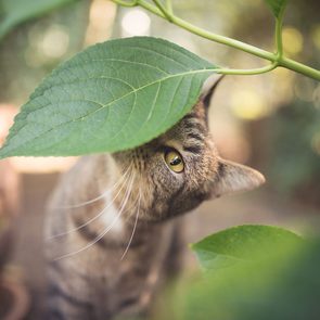 Voici 20 plantes qui sont toxiques pour les chats.