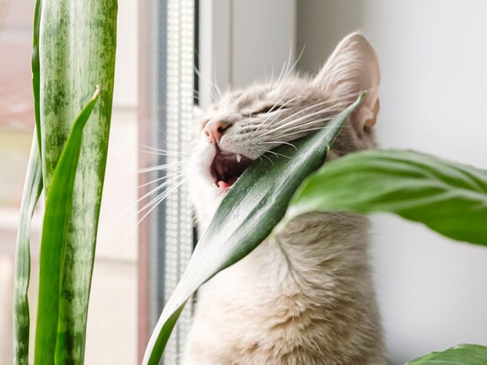 Que faire si votre chat mâche ou mange des plantes toxiques?
