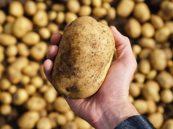 Voici 6 raisons pour lesquelles les pommes de terre sont bonnes pour la santé.