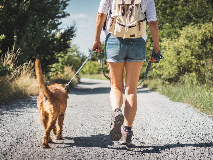 Le sentier national en Matawinie est l'un des plus beaux sentiers pédestres pour faire de la randonnée avec son chien.
