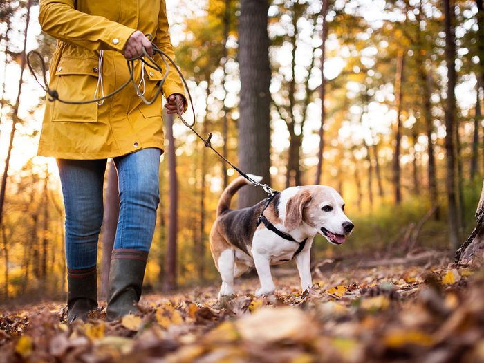 Les sentiers du Gouffre, des Florent et des Pointes font partie des plus beaux sentiers pédestres pour faire de la randonnée avec son chien.
