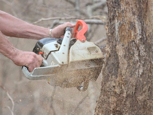 Rnovations: liminer un arbre pourrait tre l'une des rnovations que vous regretterez probablement plus tard.
