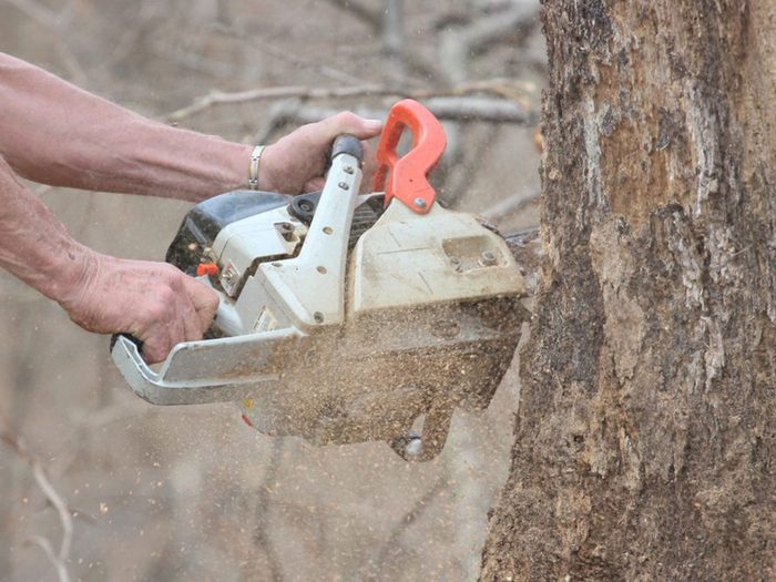 Rénovations: éliminer un arbre pourrait être l'une des rénovations que vous regretterez probablement plus tard.