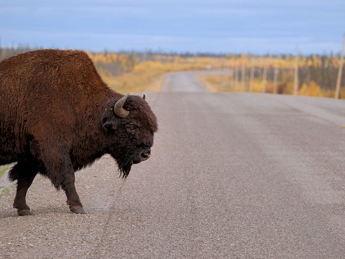 Le bison fait partie des trésors cachés à découvrir au Canada.