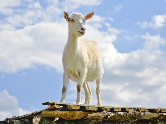 Rencontrer des chèvres de toit fait partie des trésors cachés à découvrir au Canada.