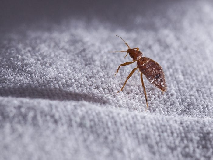 Tous les insectes provoquent-ils de l’urticaire papuleuse?