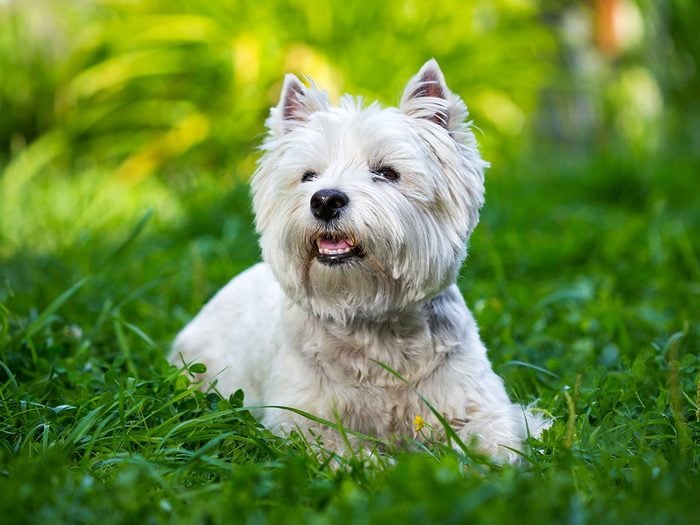 Le west highland terrier ou Westie fait partie des races de chiens qui ne perdent pas de poils.