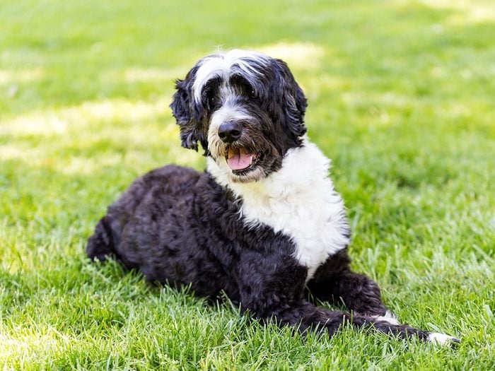 Le chien d’eau portugais fait partie des races de chiens qui ne perdent pas de poils.
