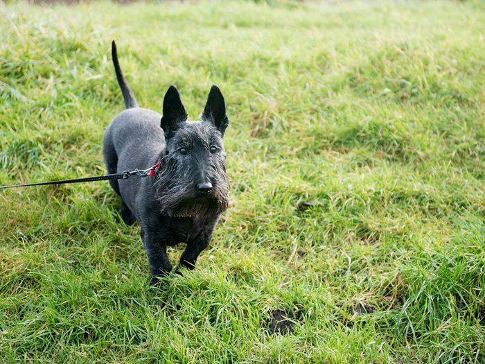 Le terrier écossais fait partie des races de chiens qui ne perdent pas de poils.