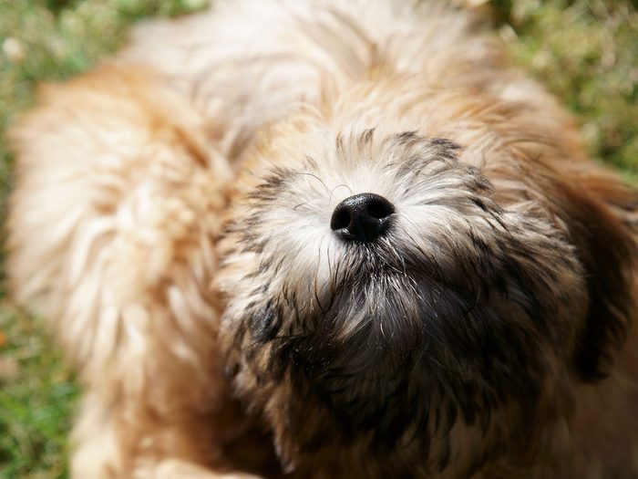 Le terrier irlandais à poil doux fait partie des races de chiens qui ne perdent pas de poils.
