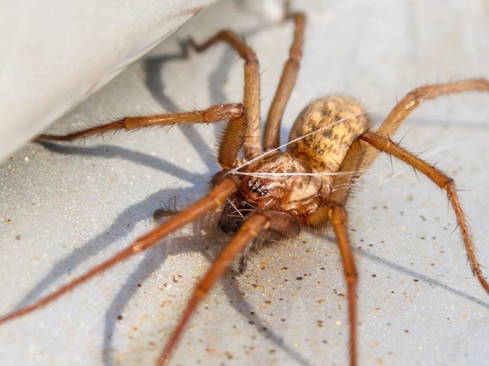 Les araignées font partie des insectes domestiques les plus dégoûtants.