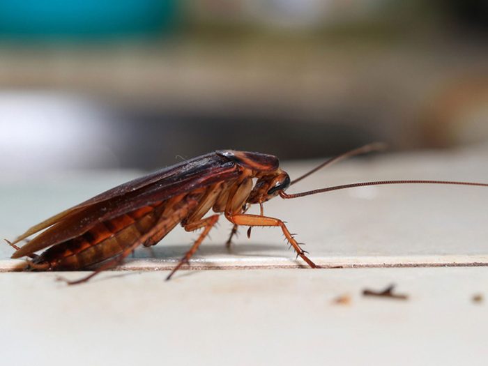 Les blattes font partie des insectes domestiques les plus dégoûtants.
