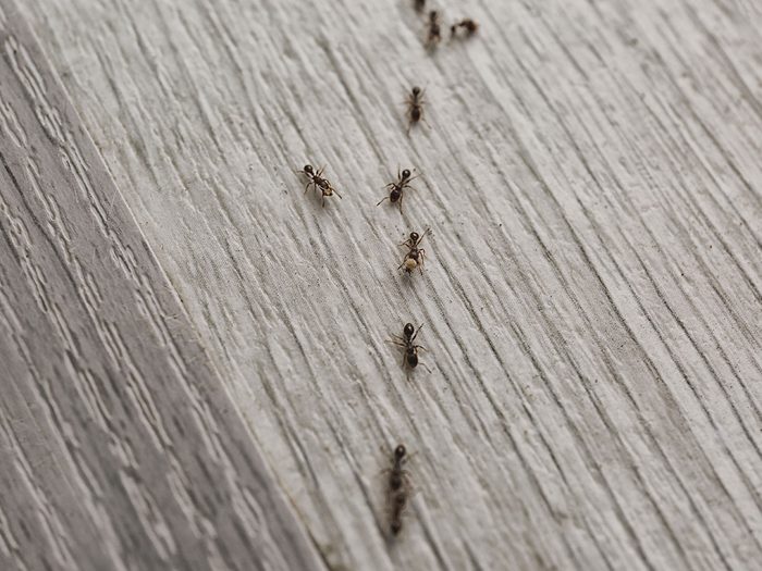 Les fourmis font partie des insectes domestiques les plus dégoûtants.