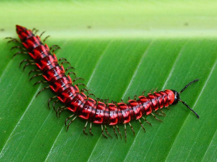 Les millipèdes font partie des insectes domestiques les plus dégoûtants.