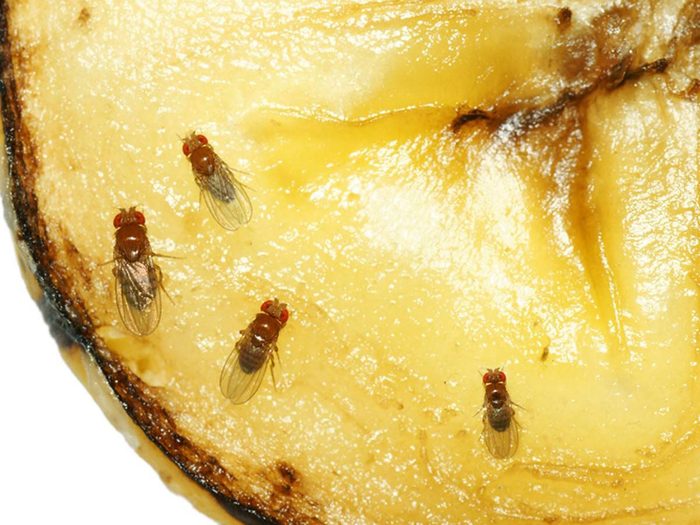 Les mouches à fruits font partie des insectes domestiques les plus dégoûtants.