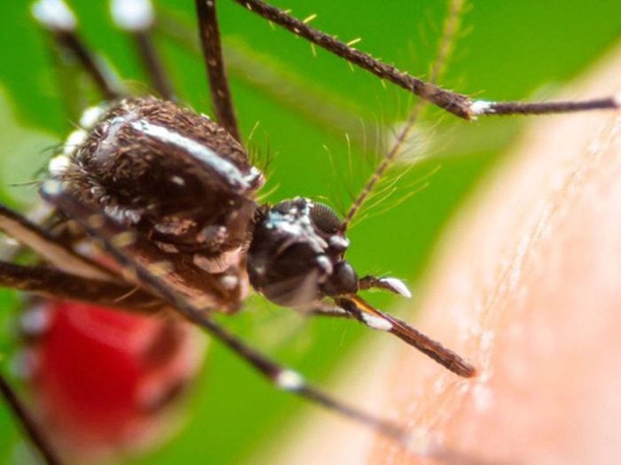 Les moustiques font partie des insectes domestiques les plus dégoûtants.
