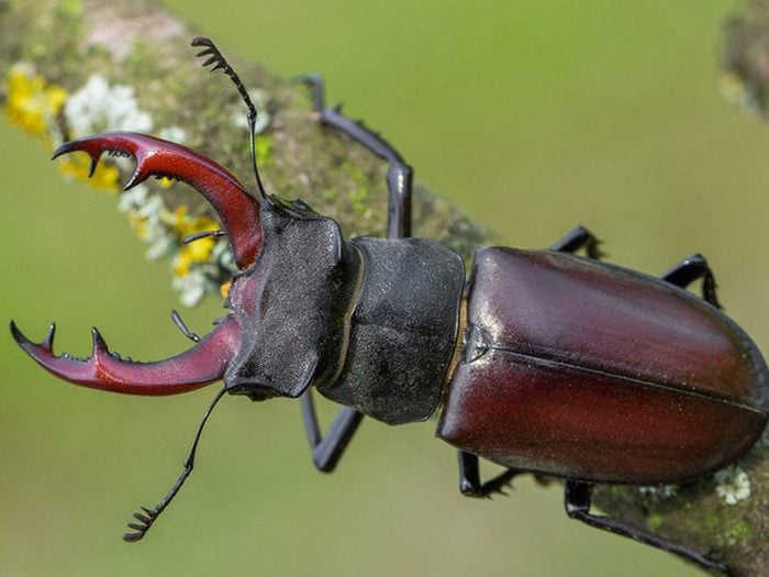 Les scarabées font partie des insectes domestiques les plus dégoûtants.