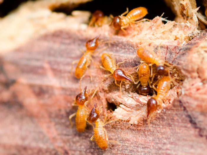 Les termites font partie des insectes domestiques les plus dégoûtants.