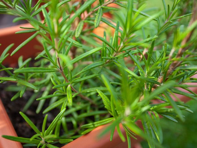 Le romarin fait partie des plantes antimoustiques quil faut avoir dans son jardin.