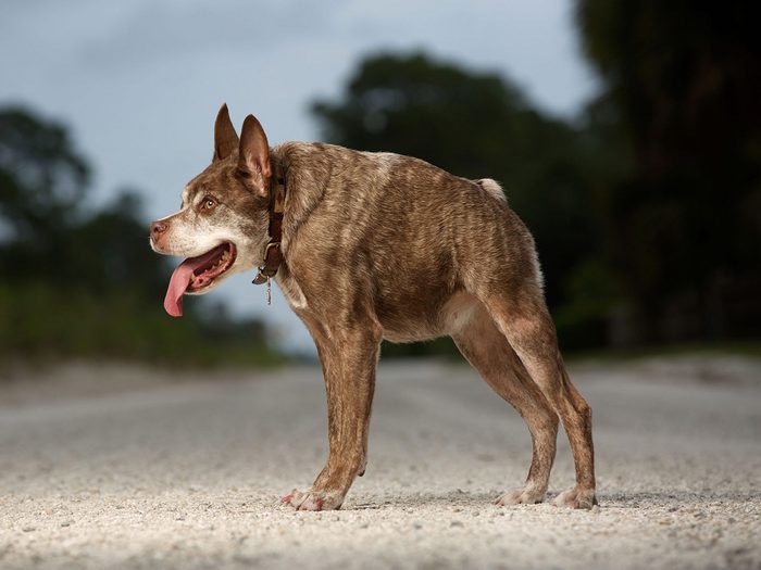 Quasi Modo est l'un des chiens les plus laids du monde.