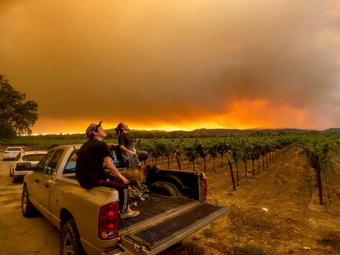 Un goût de fumée: comment les feux de forêt altèrent les raisins et menacent l’industrie du vin.