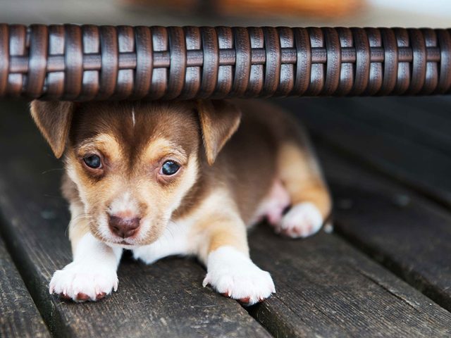 Adopter un chien de refuge c'est aussi accepter qu'il puisse avoir peur.