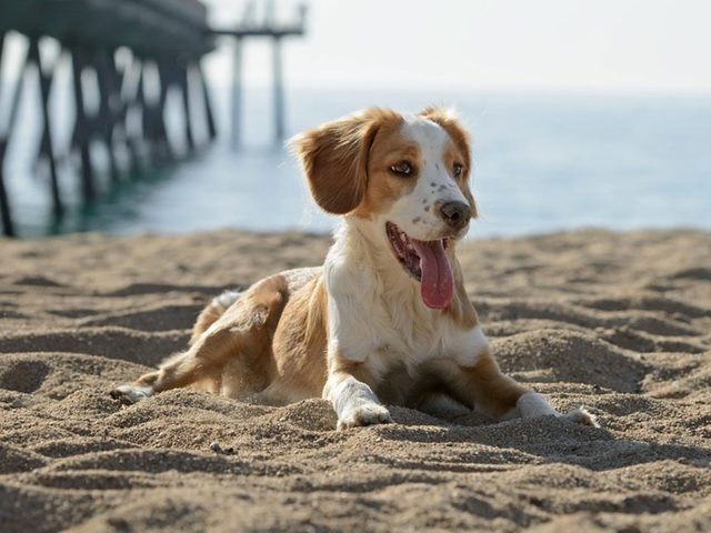 Un chien  la plage.