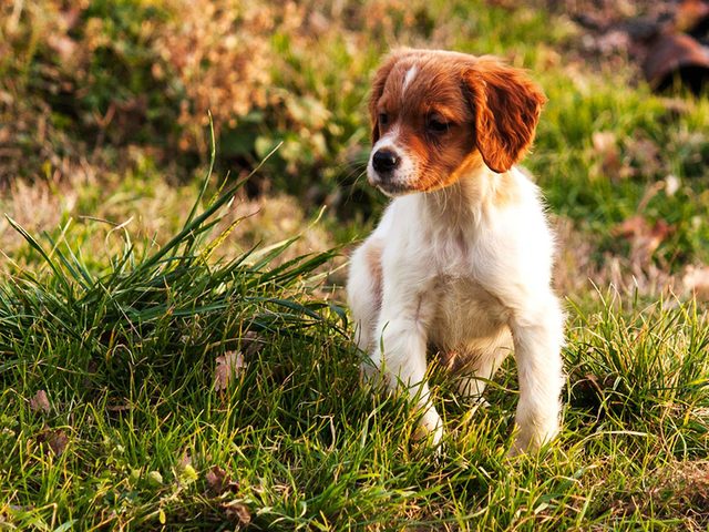 Adopter un chien de refuge c'est aussi accepter qu'il puisse avoir des problmes de sant.