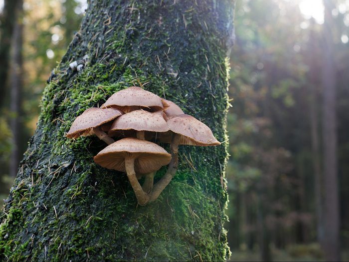 Si vous voyez des champignons sur le tronc, c'est que votre arbre est sans doute malade.
