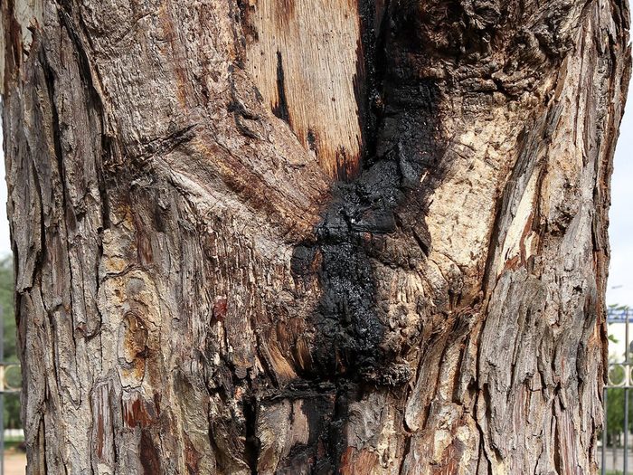 De l’écorce qui se détache du tronc est souvent un signe que votre arbre est malade.