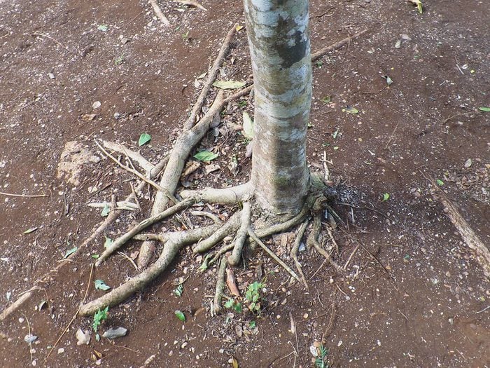 Votre arbre est malade si son tronc est comme un mât.