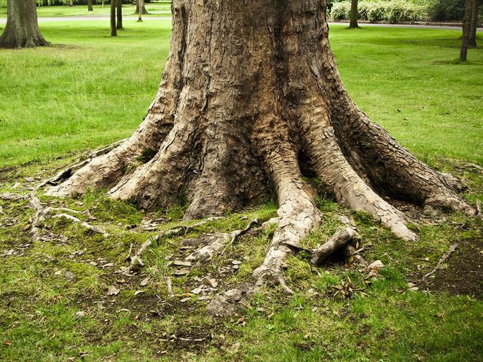 Des racines exposées peuvent signifier que votre arbre est malade.