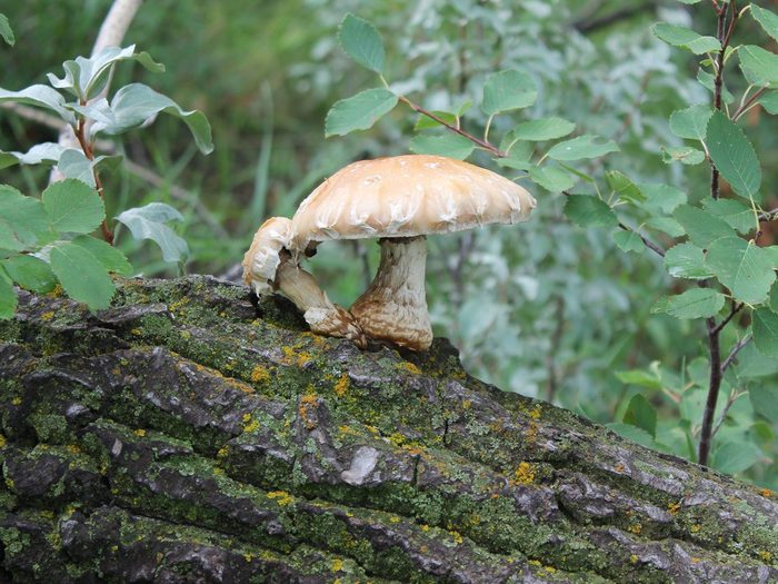 Des champignons dans la nature au Canada.
