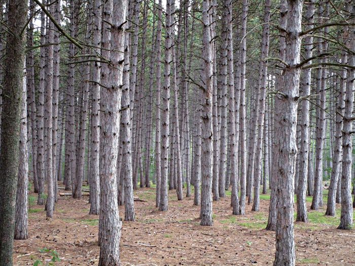 Une forêt d’arbres exposant la nature au Canada.