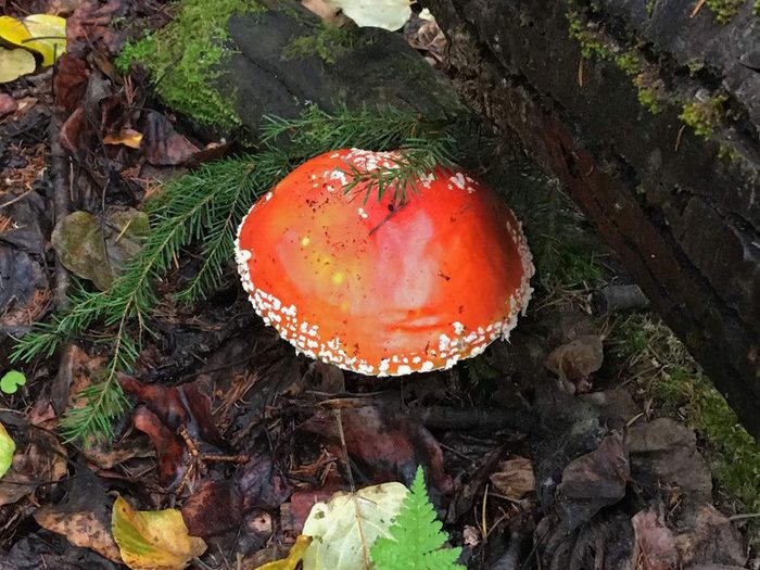 Un champignon toxique dans la nature au Canada.