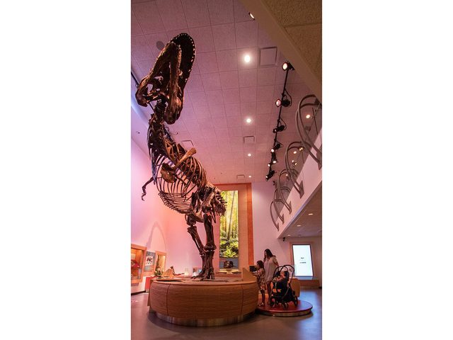 Le plus grand T. Rex du monde fait partie des objets insolites que lon trouve dans les muses canadiens.