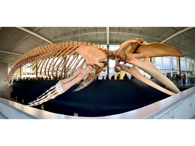Le plus grand squelette de rorqual bleu du Canada fait partie des objets insolites que lon trouve dans les muses canadiens.