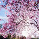Mon plus bel arbre en fleur – Challenge photo du mois