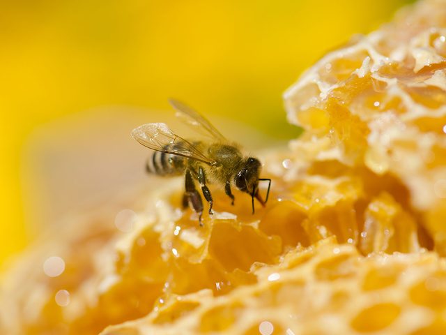 Le miel: un ct doux de l'volution humaine.