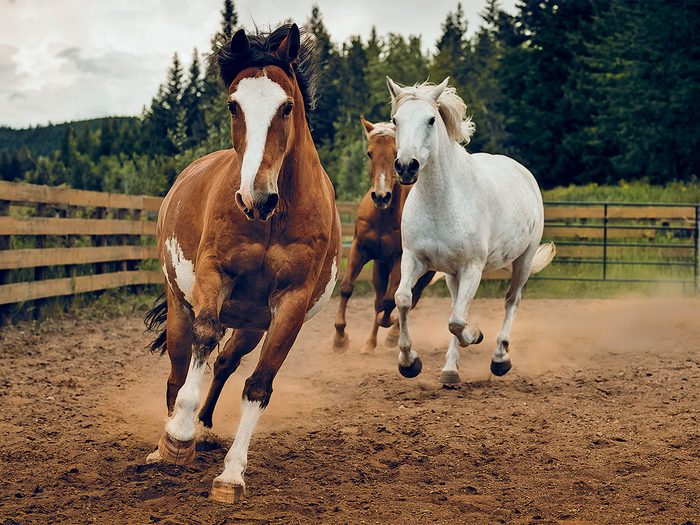 Reprendre goût à la vie grâce aux chevaux.