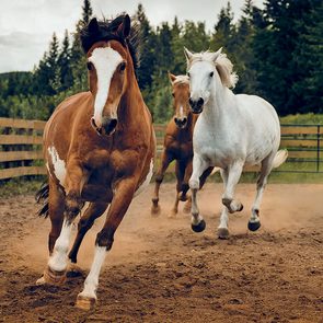Reprendre goût à la vie grâce aux chevaux.