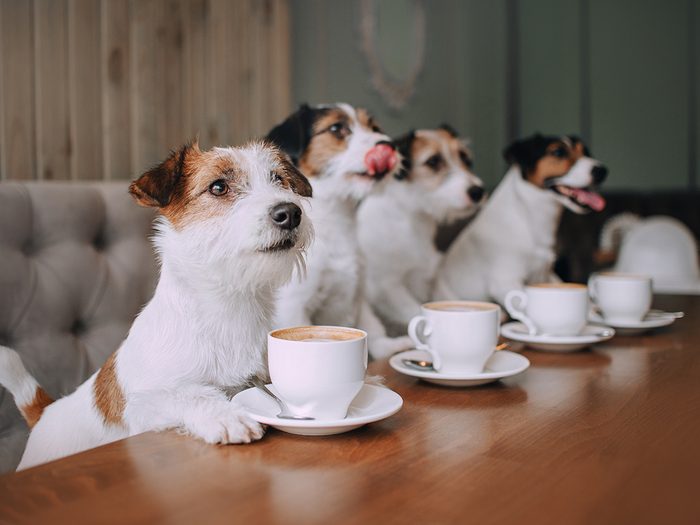 Bonne nouvelle au Canada: un «café» pour chiens a ouvert ses portes.