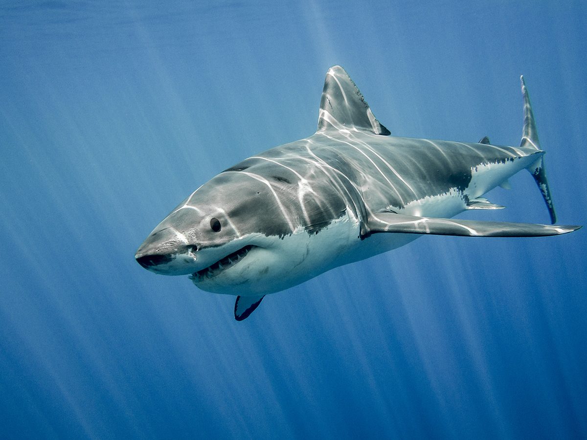 Quand la préservation du grand requin blanc menace la loutre de