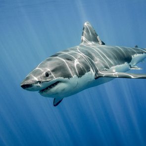 Comment sauver le grand requin blanc?