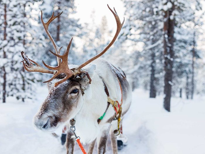 Un Noël au Canada ne se passe pas sans le célèbre renne Rudolphe!
