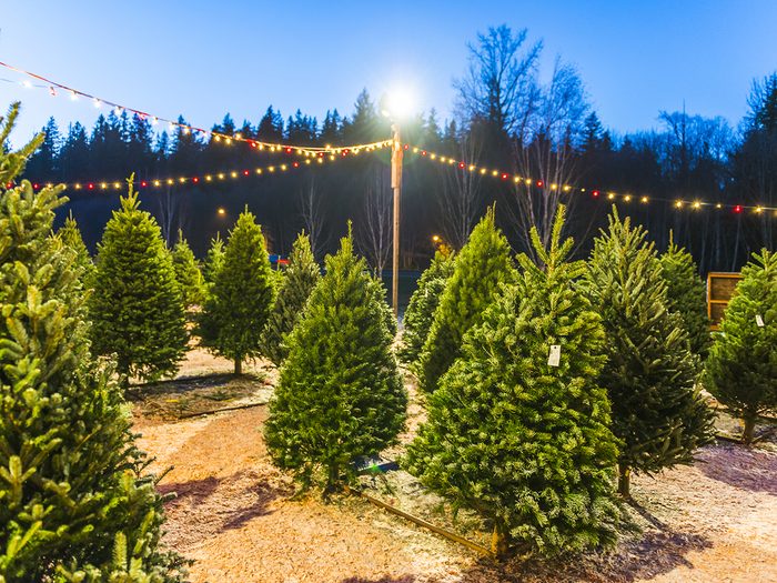 Un Noël au Canada ne se passe pas sans arbre décoré!