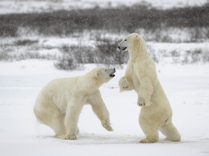 Le monde périlleux des mâles adultes ours polaires.