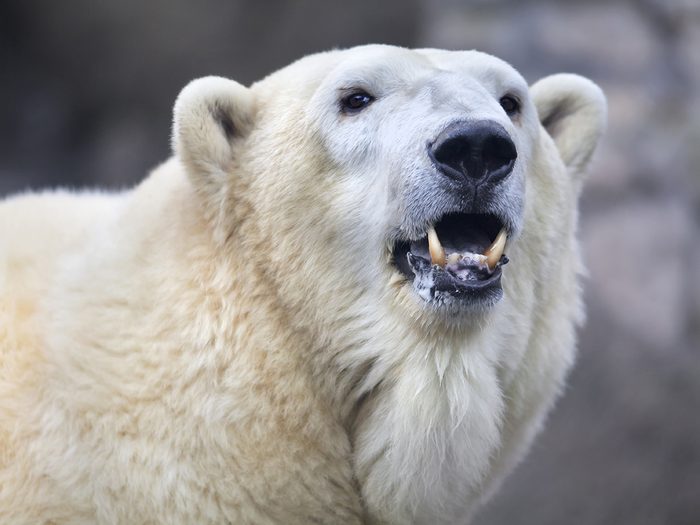 La longue marche de Nanu, la femelle ours polaire.