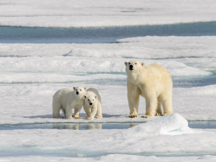 Les ours polaires se mettent en marche.
