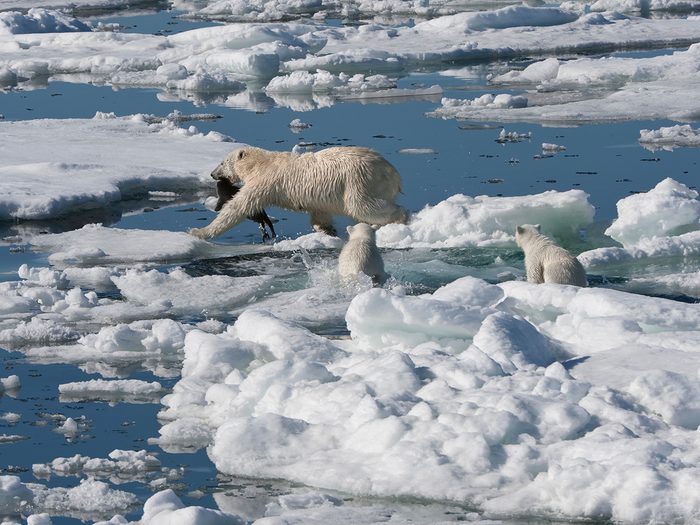 La chasse sur la glace de l'ours polaire.